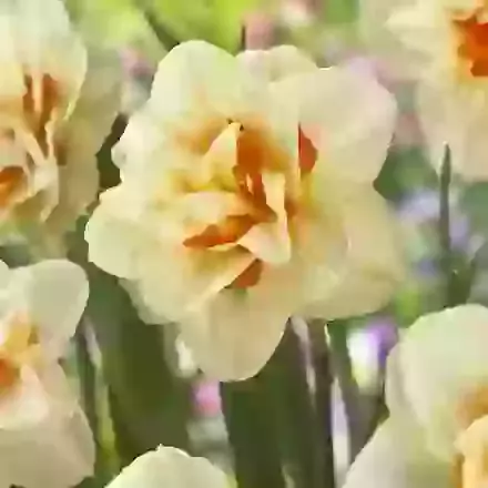 Flower Parade